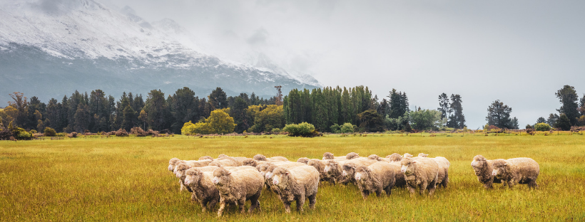 schapen-wol-voor-vilten